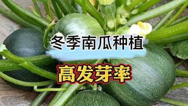 冬季能种南瓜吗?试试种植这种无蔓无籽的圆南瓜,听说产量可高了