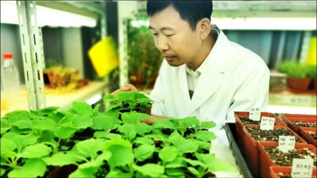 Nature | 科学家揭开豆科植物结瘤固氮谜题