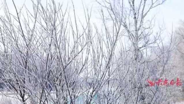 视界 | 凝霜挂雪 白狼峰雾凇迎客来