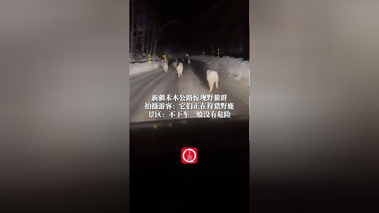 游客在新疆拍到公路上狼群逐鹿罕见现场 景区:不要下车!