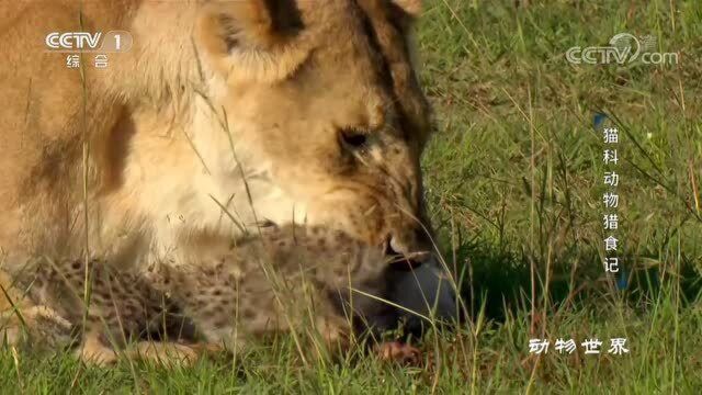 41种猫科动物各有看家本领 要做最顶尖的“大猫” 这项功夫须修炼好