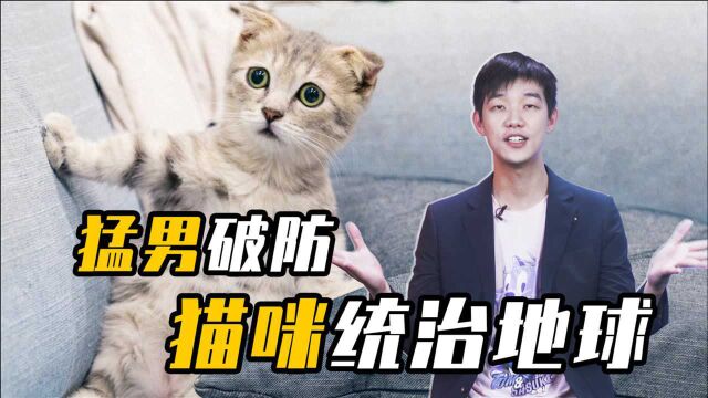 云养猫、云吸猫,掀起猫经济风暴!为何打工人都钟情做“铲屎官”