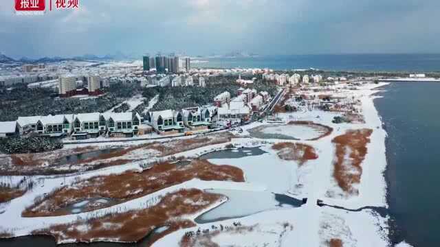 |天鹅沐雪