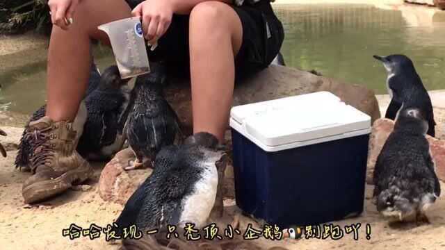 和家人一起的澳洲之旅!一口气暴走了三个城市