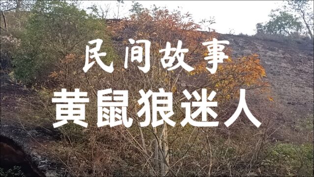 民间故事《黄鼠狼迷人》那天我正在看电视从小树林里传来叫声