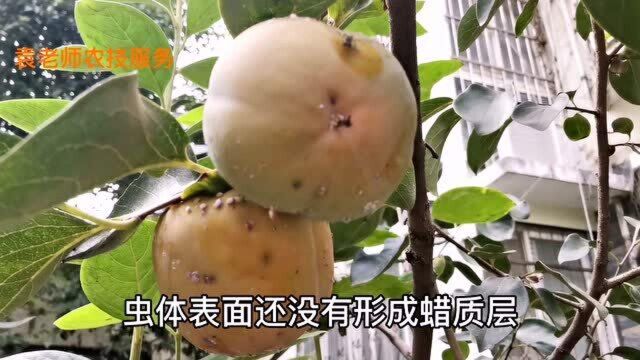 防治介壳虫有技巧,抓住关键期,一遍就能治干净