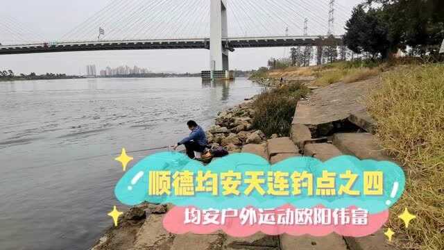 顺德均安天连钓鱼点位置之四