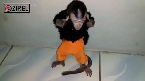 印尼小猴日常训练生活视频07