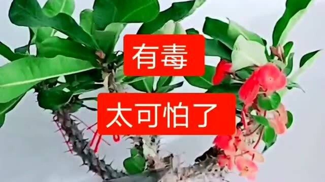 家里不能养的三种花 ,你们都知道有什么吗,赶快进来看一下吧!