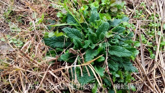 田埂常见“荔枝草”植物,全草药用价值高,你认识吗?