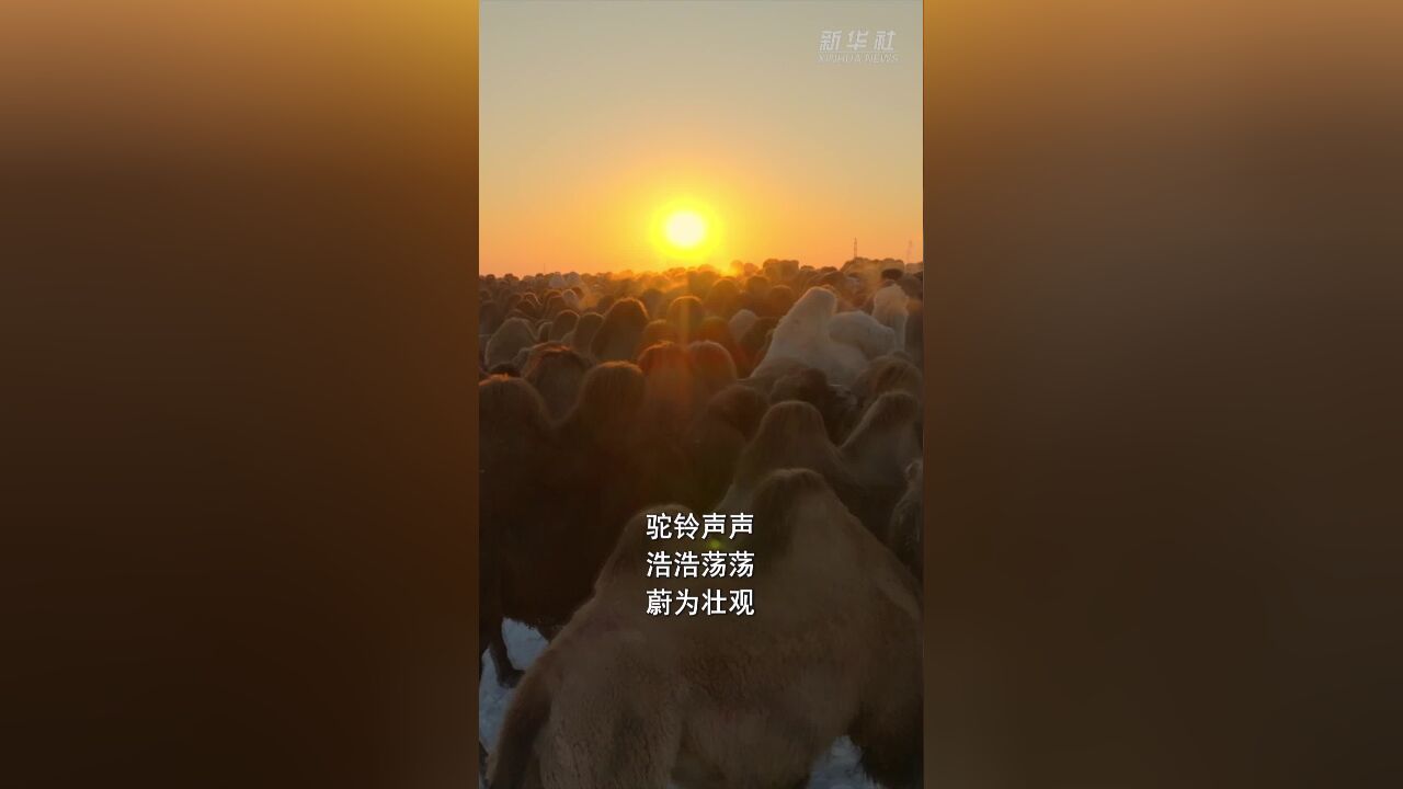 新疆霍城县:浩浩荡荡!骆驼踏雪“放风”蔚为壮观