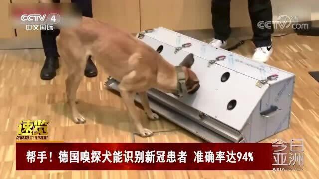 帮手!德国嗅探犬能识别新冠患者 准确率达94%