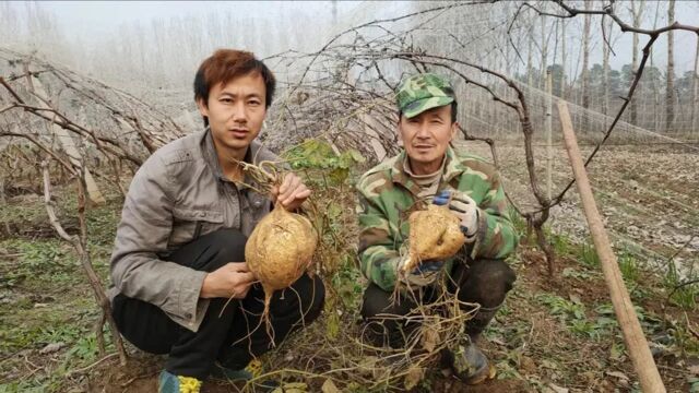 葡萄地挖出罕见大地瓜,一亩净赚20000元,亲戚朋友抢要种子