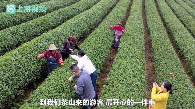 二月里来茶吐芽 白象山上茶农忙