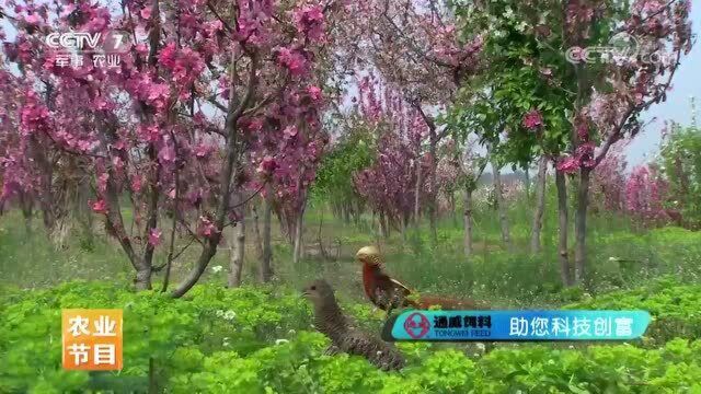 保护动物鸿富锦鸡,能飞善跑胆子很小,标本价格不菲