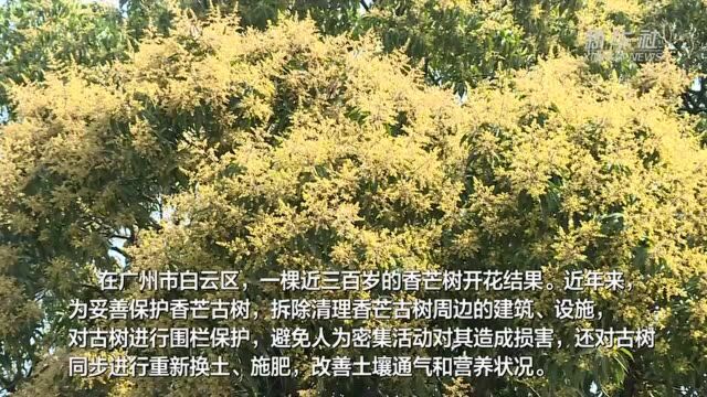 广州近三百岁香芒古树重现花繁叶茂