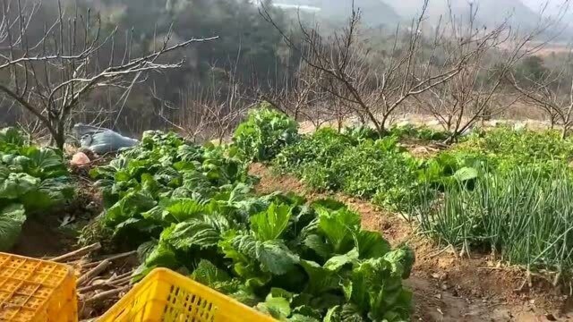 香港祥仔妈咪带大家,参观娘家的养鸡场,爸爸妈妈:一切辛苦都值得!