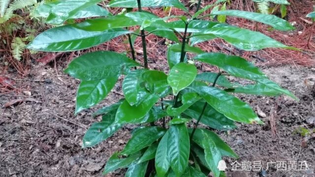 这种植物叫大丹叶,是一种野生中草药材,认识一下吧