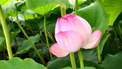 佛音金曲《愿做菩萨那朵莲》悠扬空灵，醉脑醉心，好听极了2 - 腾讯视频