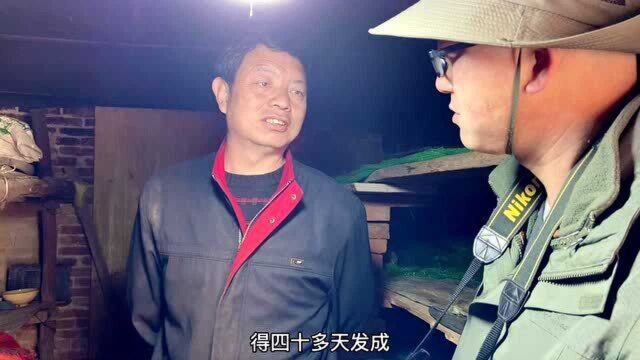 猪苓价格遭遇过山车,5年前一斤60元,现在还不到10块钱