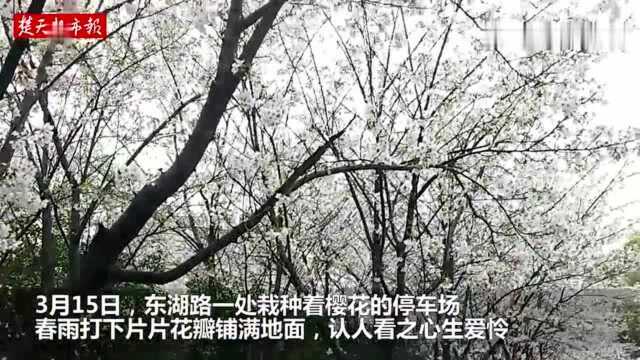 雨打樱花花伴雨