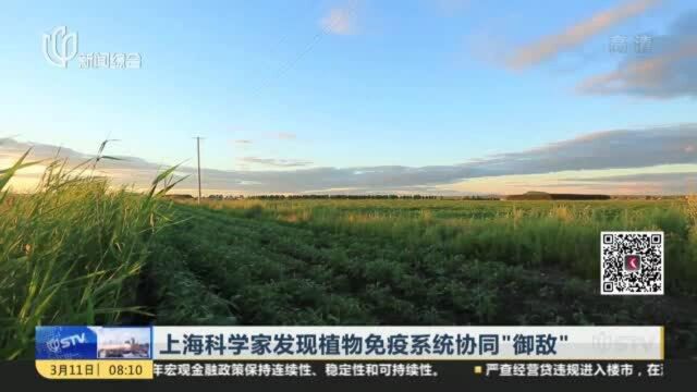 上海科学家发现植物免疫系统协同“御敌”:植物抗病领域取得重要进展