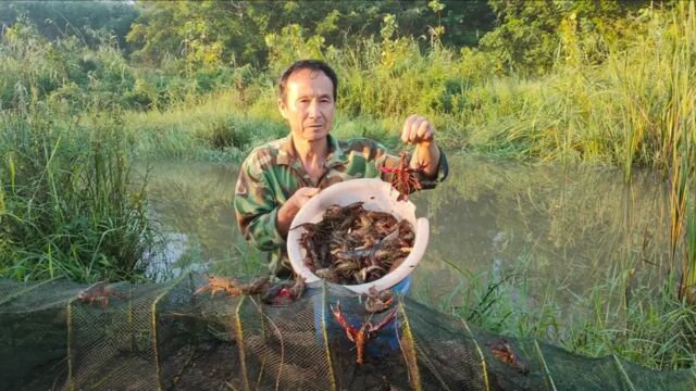 老农意外踩爆网龙虾,龙虾爆网净赚100元,捕获大量罕见鱼获