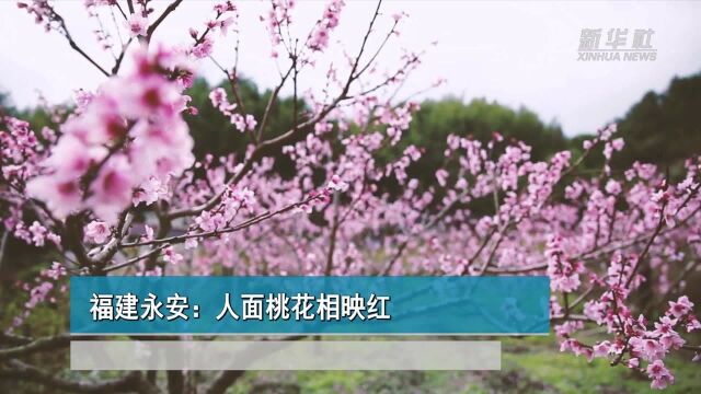 福建永安:人面桃花相映红