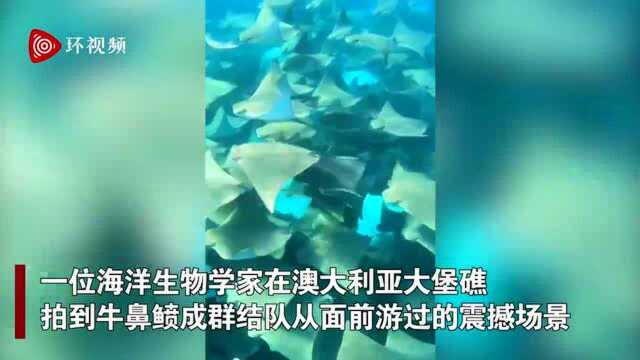 海洋生物学家拍到鲼鱼成群结队从面前游过 称其人生最壮观的邂逅