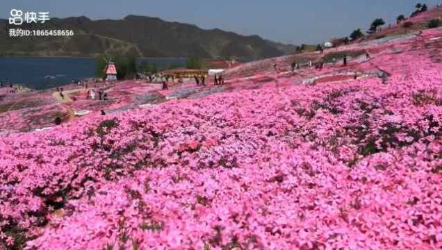 北京向东两小时,遇见芝樱遇见你!迁西雨花谷芝樱花海2021.3.27开园!#剧说经典征稿#