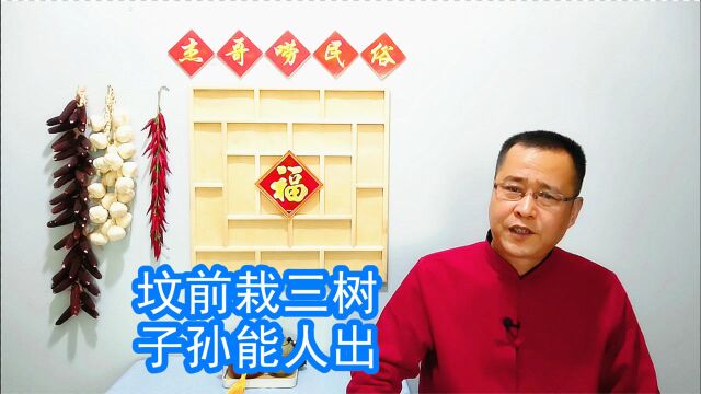 农村俗语“坟前栽三树,子孙能人出”,啥意思?是哪3种树?