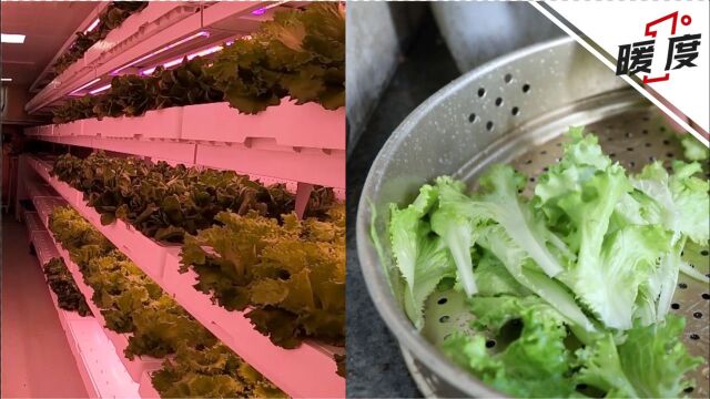 揭秘海拔4900米昆木加哨所“植物工厂”:种种子后28天就能吃上新鲜蔬菜