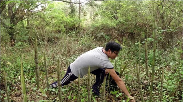 农村有一种竹笋叫“巴豆笋”小伙发现路边一大片,5分钟拔到一桶