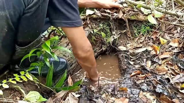 这次钓鱼又钓到大货了,瘦小身长的六须鱼见过吗?太完美了