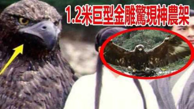 1.2米巨型金雕惊现神农架,脚踩壹只猪獾十分威武,网友大呼杨过的神雕!