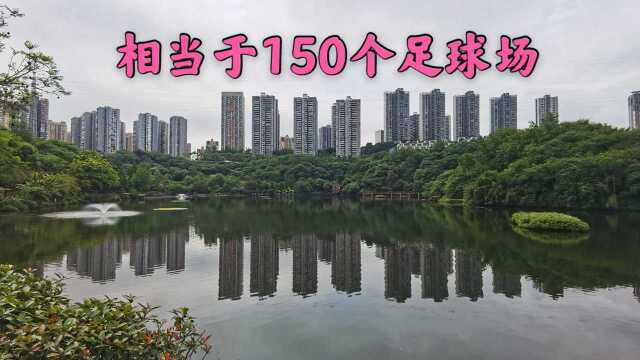 重庆主城最大的湿地公园:彩云湖国家湿地公园(怎样坐车、线路攻略)