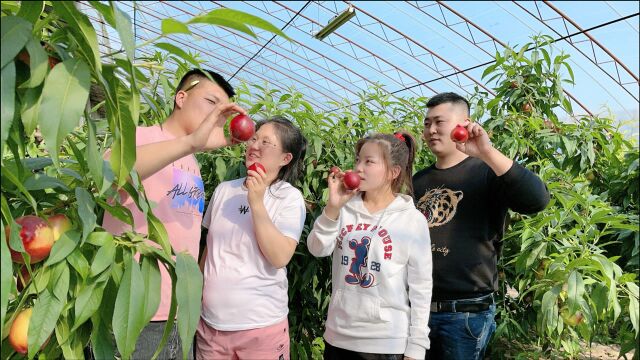 果园油桃熟了,幸福小夫妻一起去采摘,体验其中乐趣