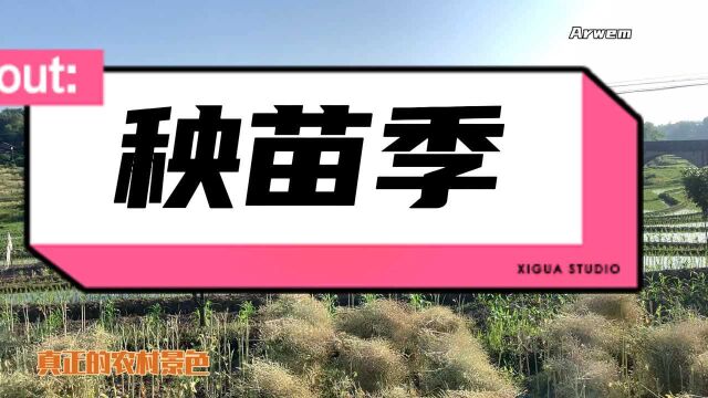 农村人又得忙了,秧苗生长需要每天辛勤的维护,田里的绿色也组织着乡村风景