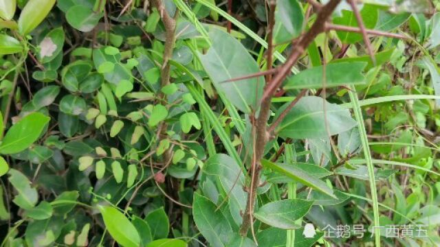 这种长刺植物叫箣柊,是一种野生中草药,认识一下