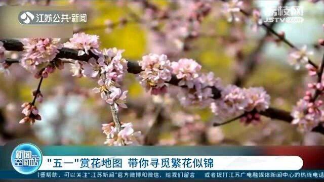 大连旅顺樱花开 “五一”赏花地图 带你寻觅繁花似锦