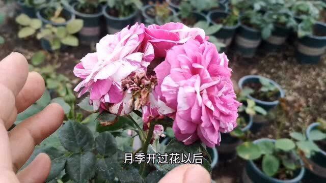 月季花凋谢后如何养护?做好3个方面,很快形成新花苞