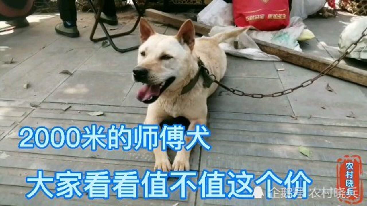 赶集碰到的一条小山师傅犬狗主叫价2000米大家觉得值不值这个价格