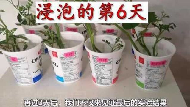 天然的6种生根剂,哪种效果最好,做个实验对比一下