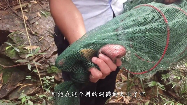 小伙进山搞野,在深山水潭里放地笼,意外收获20000一斤的野货