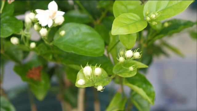 在花期掌握三个技巧,能让茉莉花开花大半年