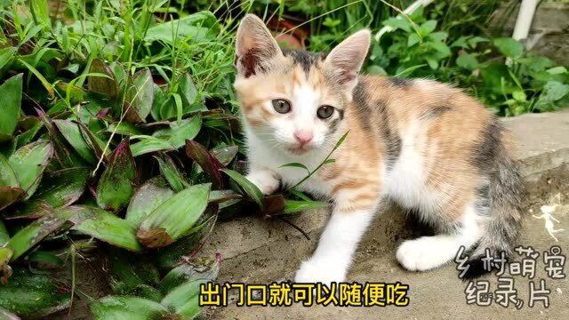 小三花第一次吃猫草