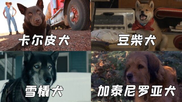 影视中的狗子们,豆柴犬是猛男的最爱,多哥太帅了吧#电影种草指南短视频大赛#