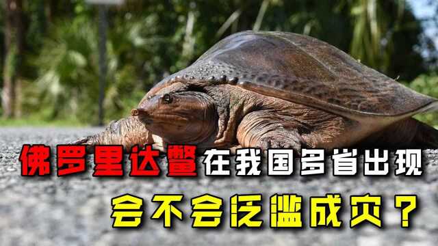 佛罗里达鳖在我国多省出现,黄河或已“失守”?会不会泛滥成灾?