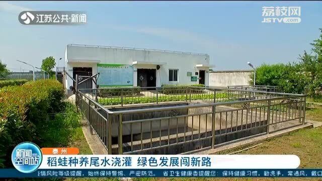 减少资源浪费 稻蛙种养尾水浇灌 泰州绿色发展闯新路