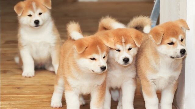 训狗视频 秋田犬训练方法